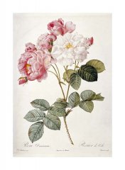 redoute-damask-rose.jpg