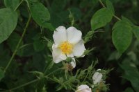 rosa-duponti