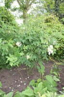 rosa-dupontii-1032