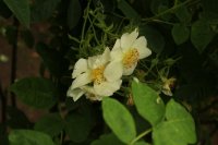 rosa-dupontii