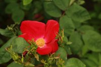 scarlet-fire-770