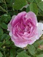 duchesse-angouleme.jpg