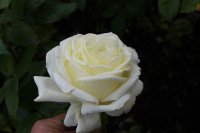 silver-anniversary-084