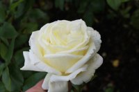 silver-anniversary-085