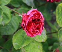 sophys-rose-990
