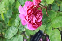 sophys-rose