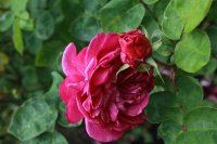 sophys-rose989