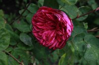 sophys-rose991