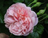 strawberry-hill
