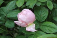 strawberry-hill2