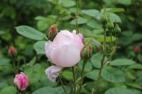 strawberry-hill22