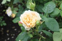 sweet-juliet