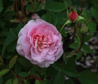 the-mayflower2