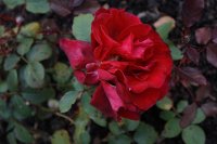 velvet-fragrance
