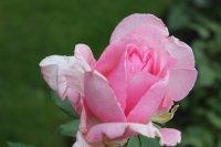 westminster-pink-1067