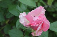 westminster-pink-1069