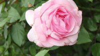 westminster-pink-1070