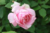 westminster-pink