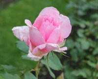 westminster-pink1068