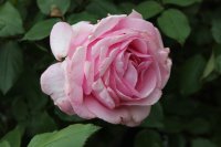 westminster-pink1071