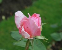 westminster-pink2