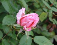 westminster-pink3