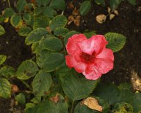 alissar-princesse-of-phenicia