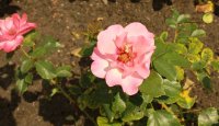alissar-princesse-of-phenicia0