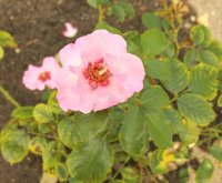 alissar-princesse-of-phenicia1