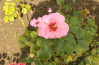 alissar-princesse-of-phenicia2