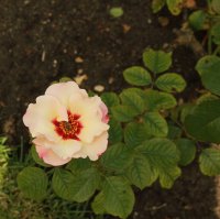 alissar-princesse-of-phenicia9