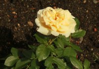 anastasia-629