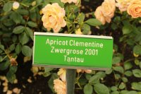 apricot-clementine