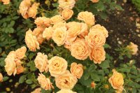 apricot-clementine2