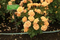 apricot-clementine3