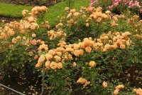 apricot-clementine4