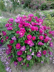 rg-officinalis.jpg