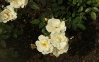 bienenweide-weis