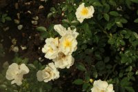 bienenweide-weis2
