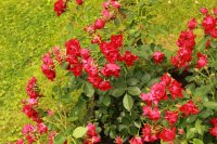black-forest-rose