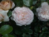 bordure-nacree1.jpg