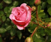 crescendo459