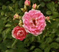 flirt-2011