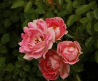 flirt-2011a