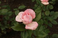 fragonard6