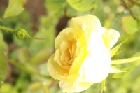 golden-silk