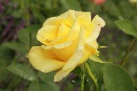 golden-silk2