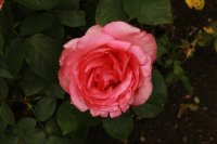 grafin-bettina-615