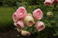 hans-gonewein-rose