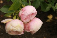 hans-gonewein-rose0